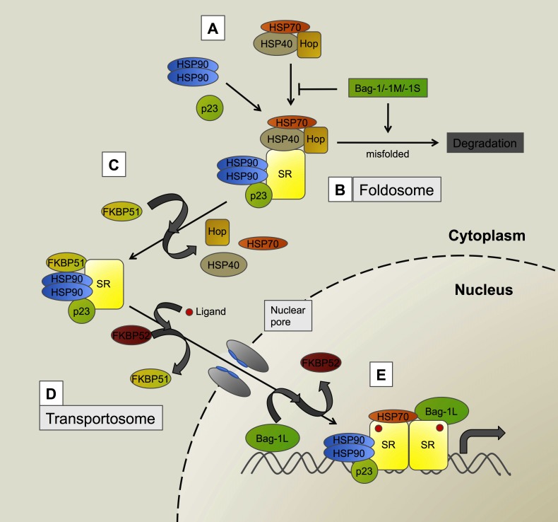 Control of steroid receptor dynamics and function by genomic actions of the cochaperones p23 and Bag-1L.