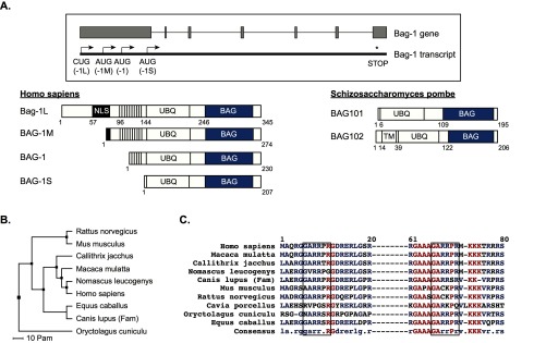 Control of steroid receptor dynamics and function by genomic actions of the cochaperones p23 and Bag-1L.