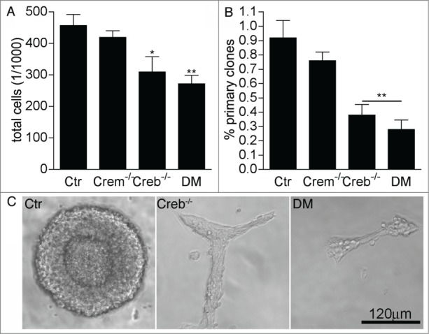 Regulation of proliferation and histone acetylation in embryonic neural precursors by CREB/CREM signaling.