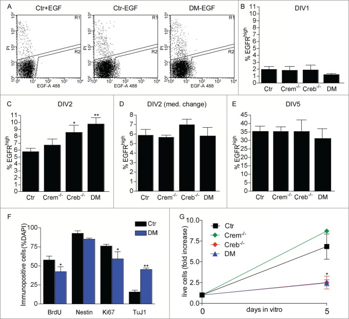 Regulation of proliferation and histone acetylation in embryonic neural precursors by CREB/CREM signaling.