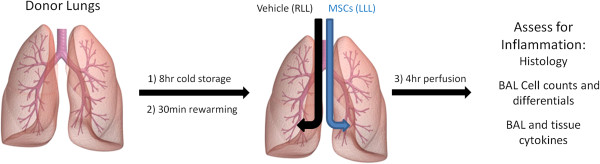 Multipotent adult progenitor cells decrease cold ischemic injury in ex vivo perfused human lungs: an initial pilot and feasibility study.