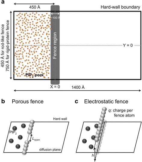 Langevin dynamics simulations of charged model phosphatidylinositol lipids in the presence of diffusion barriers: toward an atomic level understanding of corralling of PIP2 by protein fences in biological membranes.