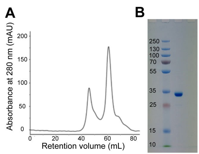 A screening cascade to identify ERβ ligands.