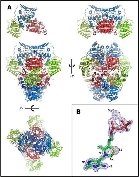 Structure and functional characterization of pyruvate decarboxylase from Gluconacetobacter diazotrophicus