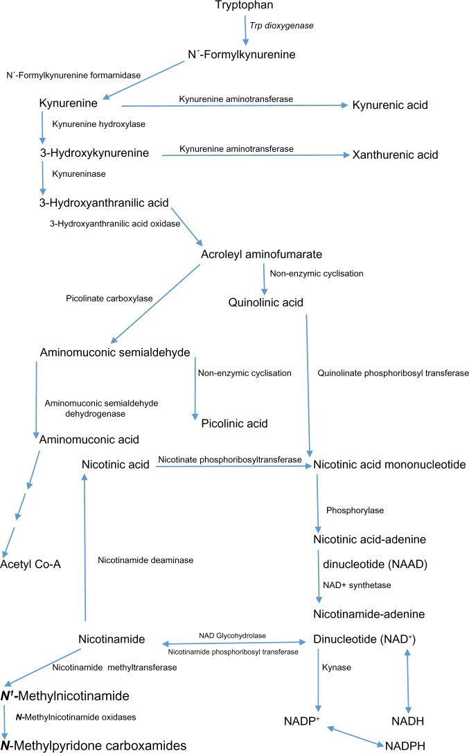 Mechanisms of the pellagragenic effect of leucine: stimulation of hepatic tryptophan oxidation by administration of branched-chain amino acids to healthy human volunteers and the role of plasma free tryptophan and total kynurenines.