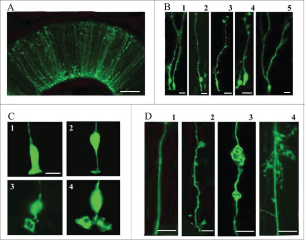 Radial glia in the proliferative ventricular zone of the embryonic and adult turtle, Trachemys scripta elegans.