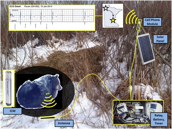 Big data in wildlife research: remote web-based monitoring of hibernating black bears.