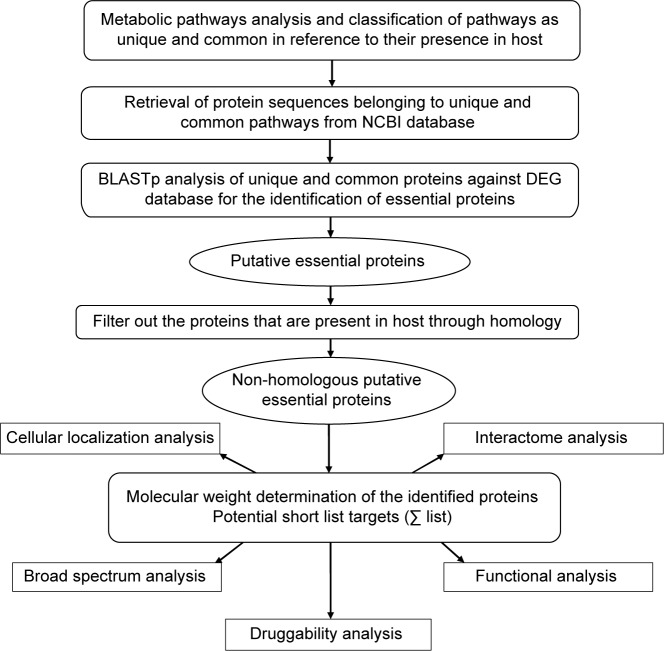 Genome-wide Analysis of Mycoplasma hominis for the Identification of Putative Therapeutic Targets.