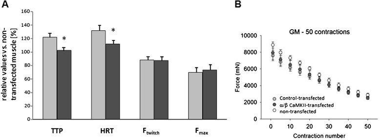 CaMKII content affects contractile, but not mitochondrial, characteristics in regenerating skeletal muscle.