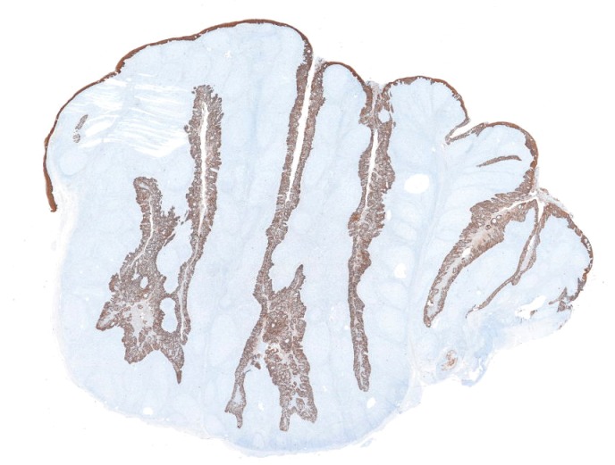 Abstract Image
