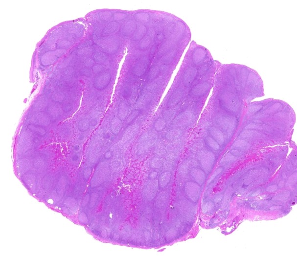 Abstract Image