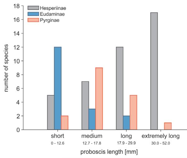 Evolution of extreme proboscis lengths in Neotropical Hesperiidae (Lepidoptera).