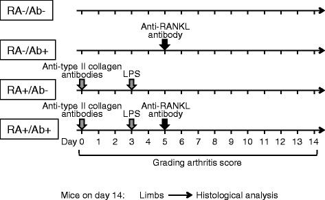 Effects of antibody to receptor activator of nuclear factor κ-B ligand on inflammation and cartilage degradation in collagen antibody-induced arthritis in mice.