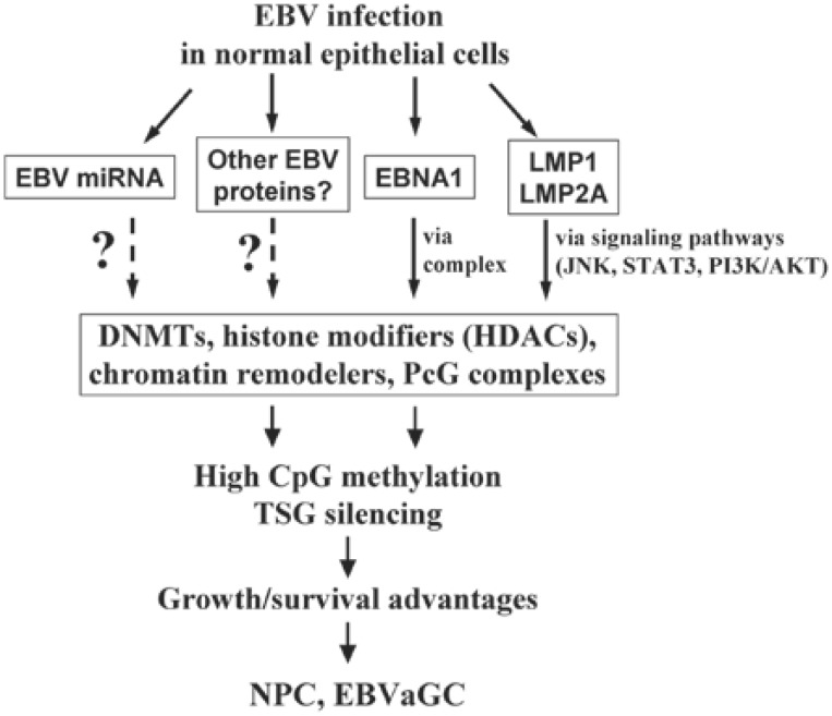 Oncogenic induction of cellular high CpG methylation by Epstein-Barr virus in malignant epithelial cells.