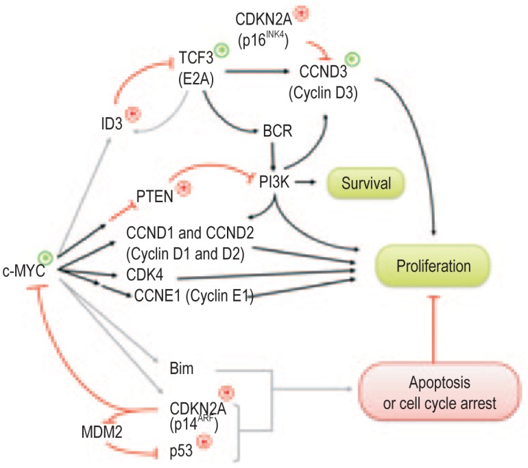 Epstein-Barr virus and Burkitt lymphoma.