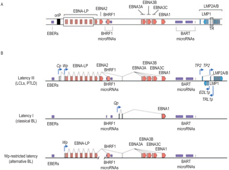 Epstein-Barr virus and Burkitt lymphoma.