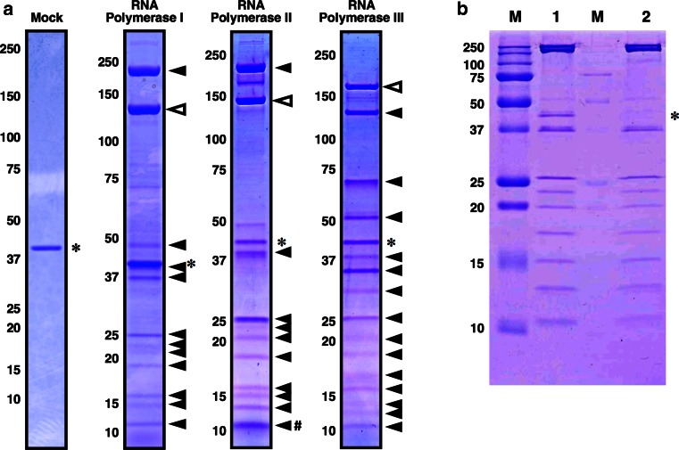 Development of a hexahistidine-3× FLAG-tandem affinity purification method for endogenous protein complexes in Pichia pastoris.