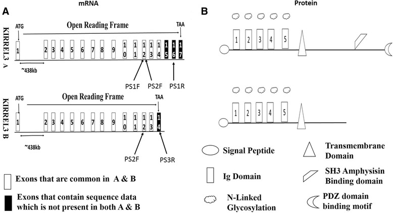 Identification of novel Kirrel3 gene splice variants in adult human skeletal muscle.