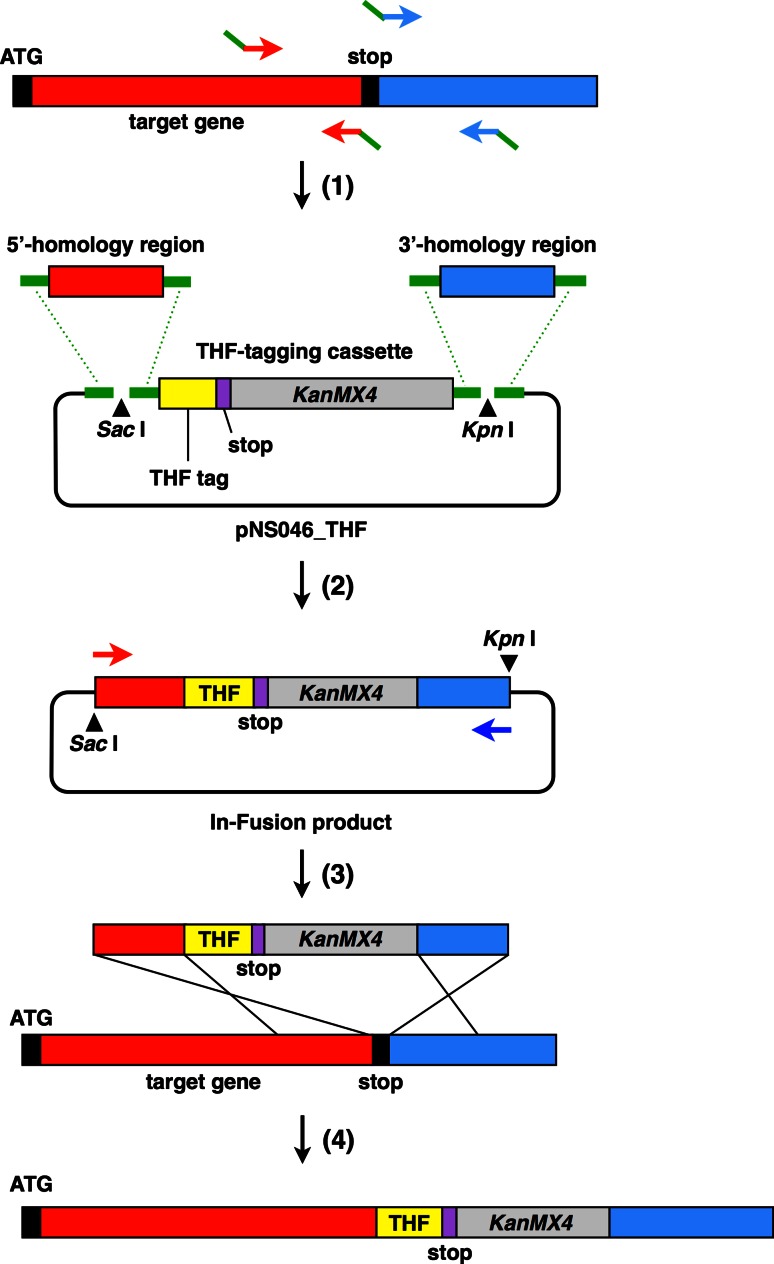 Development of a hexahistidine-3× FLAG-tandem affinity purification method for endogenous protein complexes in Pichia pastoris.