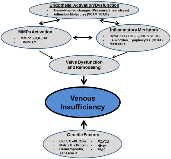 Cellular and molecular basis of Venous insufficiency.