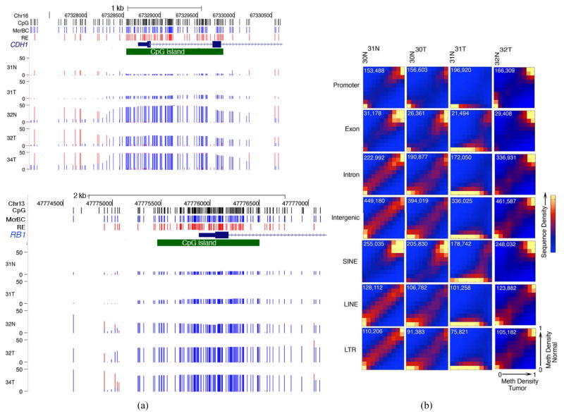 Methylation Abnormalities in Mammary Carcinoma: The Methylation Suicide Hypothesis.