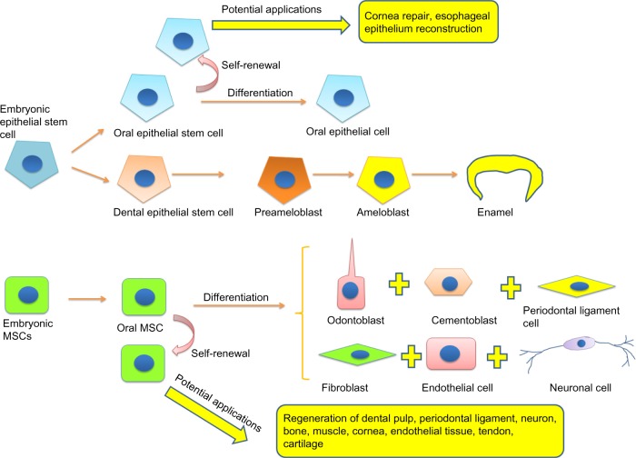 From regenerative dentistry to regenerative medicine: progress, challenges, and potential applications of oral stem cells.