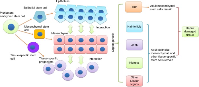 From regenerative dentistry to regenerative medicine: progress, challenges, and potential applications of oral stem cells.