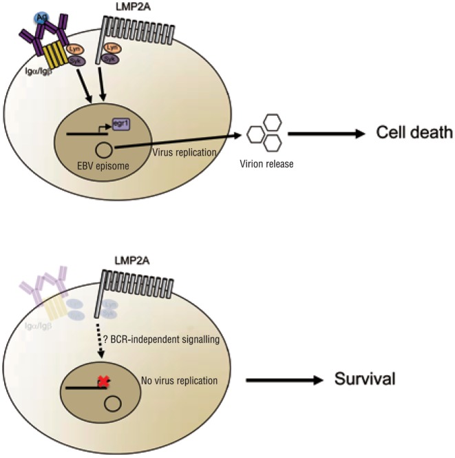 Epstein-Barr virus and the origin of Hodgkin lymphoma.