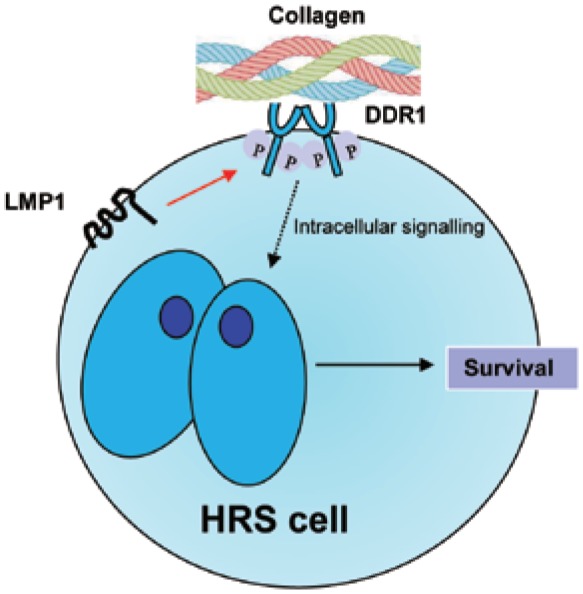 Epstein-Barr virus and the origin of Hodgkin lymphoma.