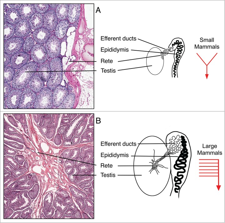 Disruption of estrogen receptor signaling and similar pathways in the efferent ductules and initial segment of the epididymis.