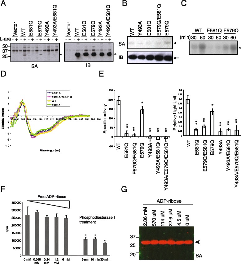 ADP-Ribosylargininyl reaction of cholix toxin is mediated through diffusible intermediates.