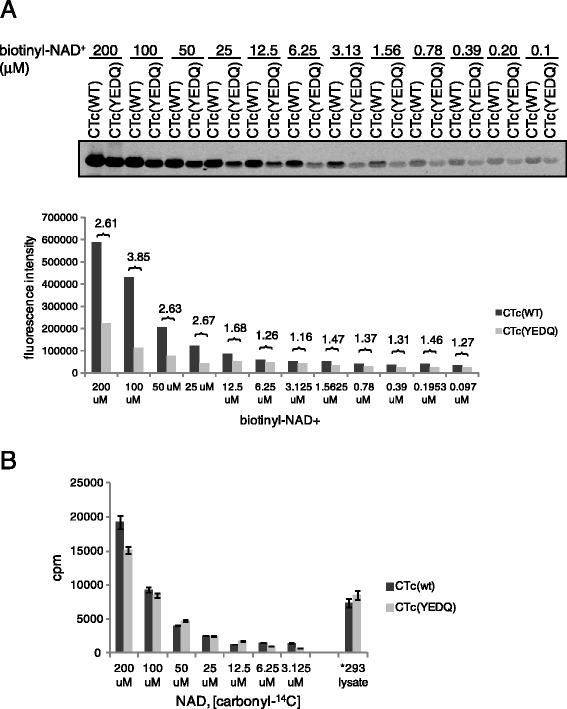 ADP-Ribosylargininyl reaction of cholix toxin is mediated through diffusible intermediates.