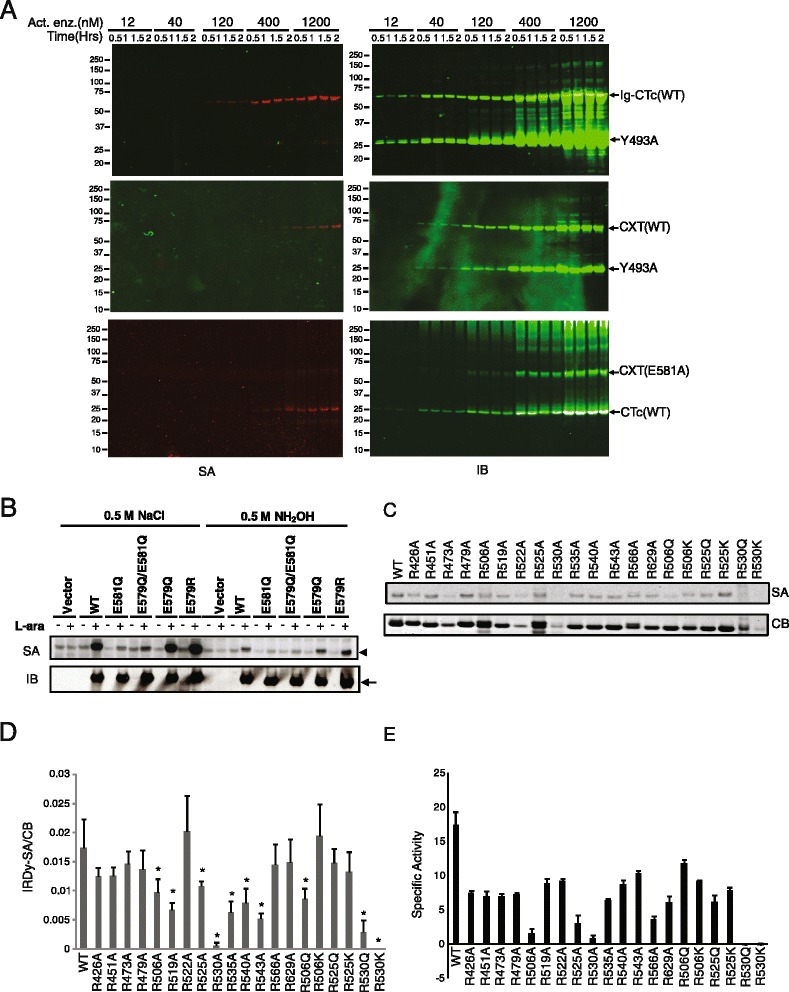 ADP-Ribosylargininyl reaction of cholix toxin is mediated through diffusible intermediates.