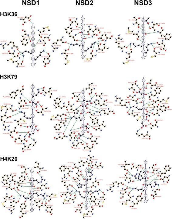 In vitro histone lysine methylation by NSD1, NSD2/MMSET/WHSC1 and NSD3/WHSC1L