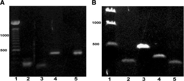 Kcnq1-5 (Kv7.1-5) potassium channel expression in the adult zebrafish.