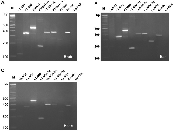 Kcnq1-5 (Kv7.1-5) potassium channel expression in the adult zebrafish.