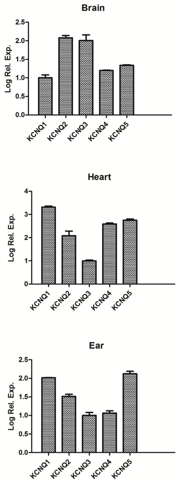 Kcnq1-5 (Kv7.1-5) potassium channel expression in the adult zebrafish.