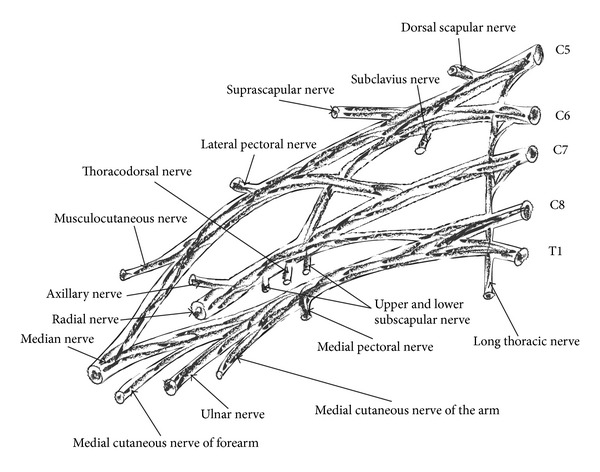 Brachial plexus injuries in adults: evaluation and diagnostic approach.