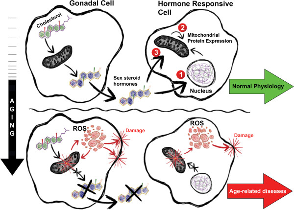 Mitochondrial and sex steroid hormone crosstalk during aging.