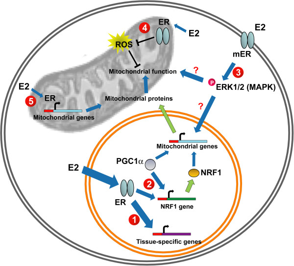 Mitochondrial and sex steroid hormone crosstalk during aging.