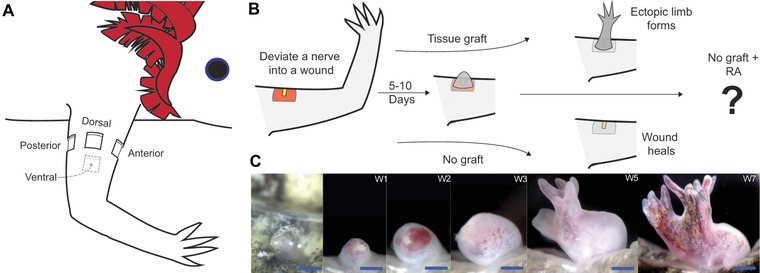 Position-specific induction of ectopic limbs in non-regenerating blastemas on axolotl forelimbs.