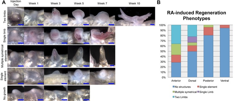 Position-specific induction of ectopic limbs in non-regenerating blastemas on axolotl forelimbs.