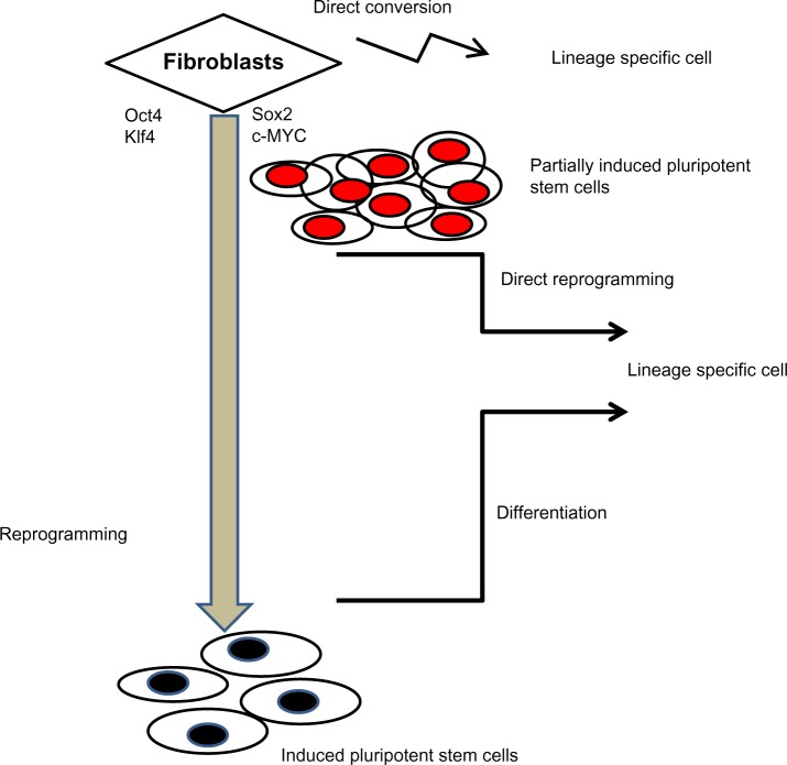 Direct reprogramming of adult cells: avoiding the pluripotent state.