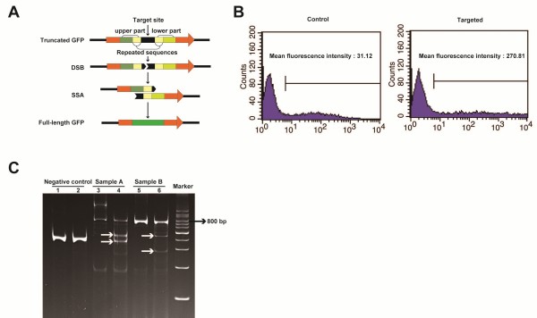 Generation of knockout rabbits using transcription activator-like effector nucleases