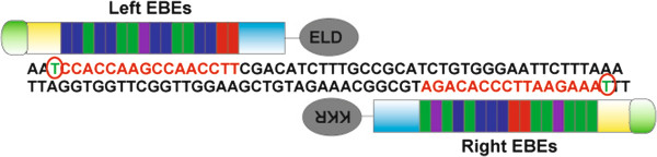 Generation of knockout rabbits using transcription activator-like effector nucleases