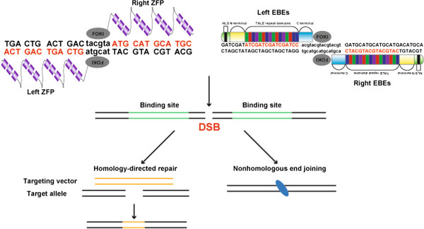 Generation of knockout rabbits using transcription activator-like effector nucleases