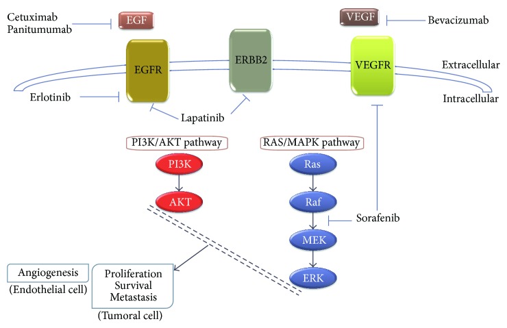 Cholangiocarcinoma: Biology, Clinical Management, and Pharmacological Perspectives.