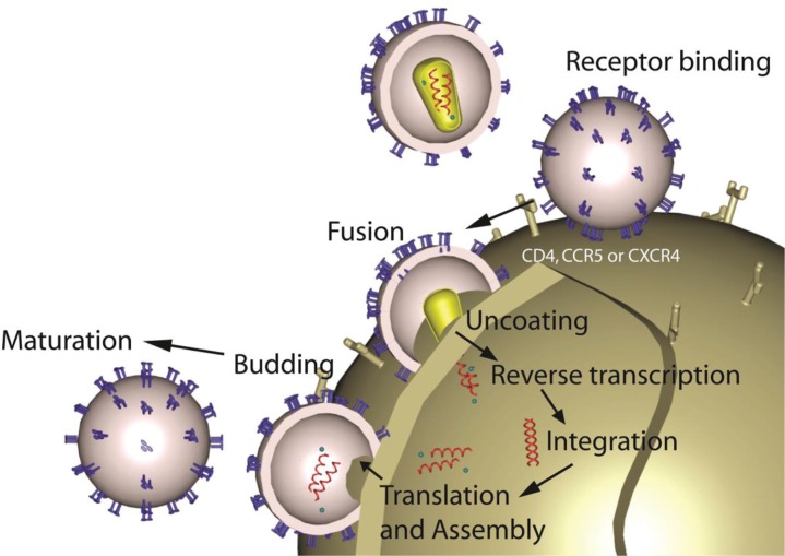 Efficacy of Tenofovir 1% Vaginal Gel in Reducing the Risk of HIV-1 and HSV-2 Infection.