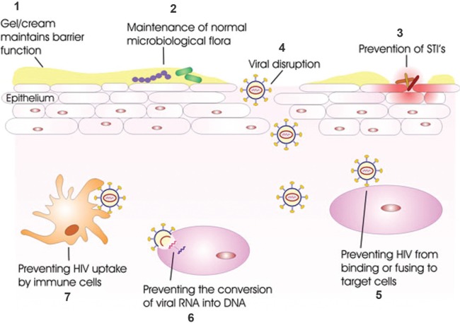 Efficacy of Tenofovir 1% Vaginal Gel in Reducing the Risk of HIV-1 and HSV-2 Infection.