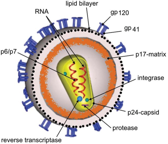 Efficacy of Tenofovir 1% Vaginal Gel in Reducing the Risk of HIV-1 and HSV-2 Infection.